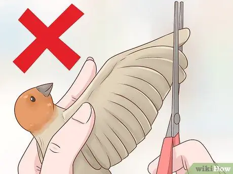 Держите зябликов в чистоте Шаг 10