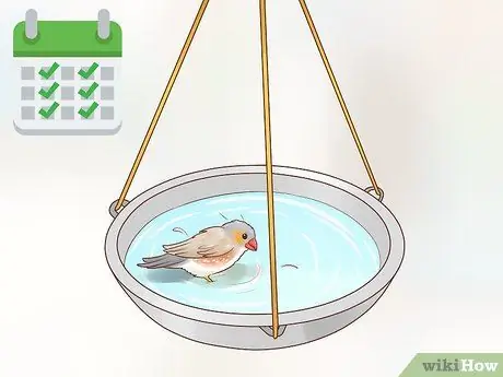 Держите зябликов в чистоте, шаг 2