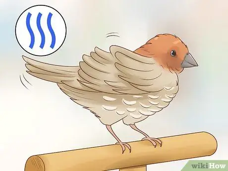 Держите зябликов ухоженными, шаг 4