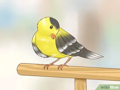 Держите зябликов в чистоте, шаг 5