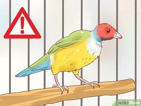 Держите зябликов в чистоте, шаг 6