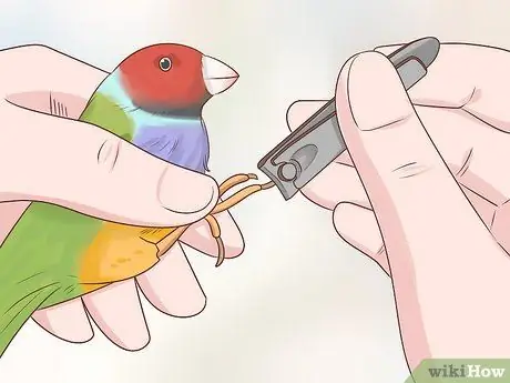 Держите зябликов в чистоте Шаг 8