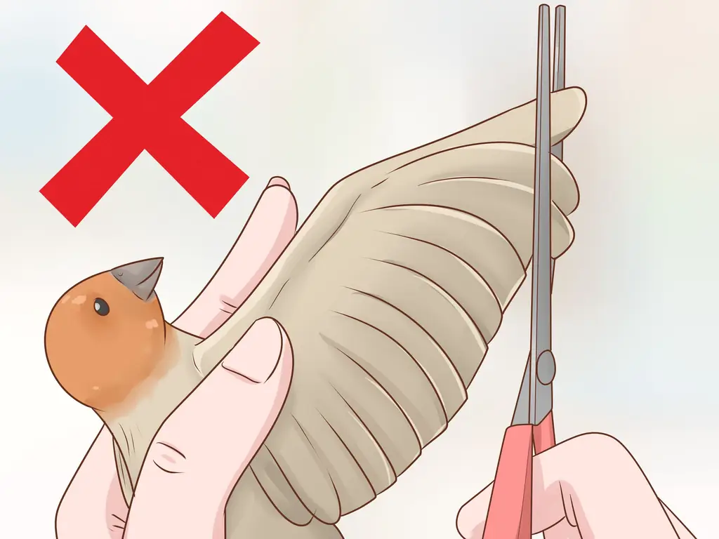 Как ухаживать за зябликами: 10 шагов (с иллюстрациями)