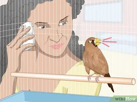 Лечить диарею у зябликов Шаг 10