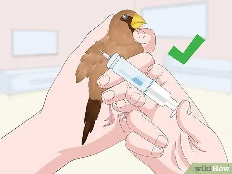 Лечить диарею у зябликов Шаг 13