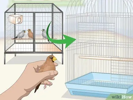 Лечить диарею у зябликов Шаг 2