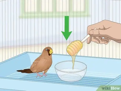 Лечить диарею у зябликов Шаг 3