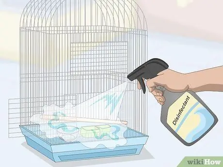 Лечить диарею у зябликов Шаг 6