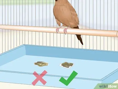 Лечить диарею у зябликов Шаг 7