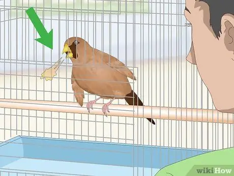 Лечить диарею у зябликов Шаг 9