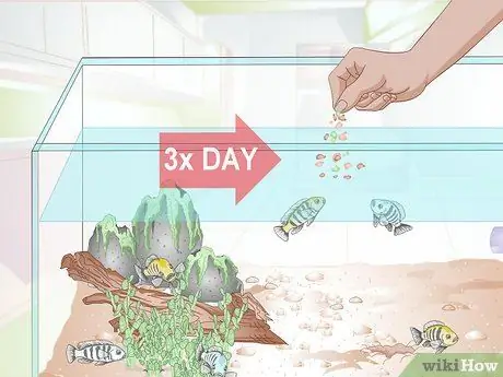 Порода малавийских цихлид Шаг 10