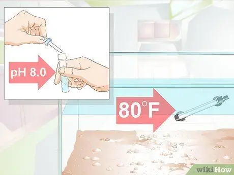 Порода малавийских цихлид Шаг 2