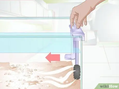 Порода малавийских цихлид Шаг 3