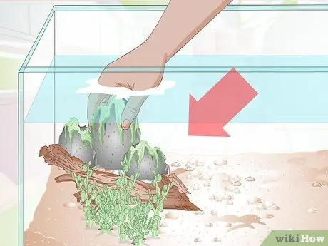 Порода малавийских цихлид Шаг 4