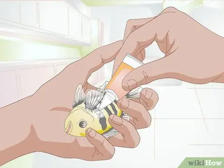 Порода малавийских цихлид Шаг 7