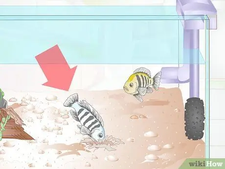 Порода малавийских цихлид Шаг 8