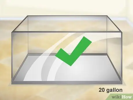 Порода пресноводных рыб-ангелов Шаг 1