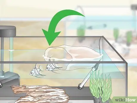 Порода пресноводных рыб-ангелов Шаг 11