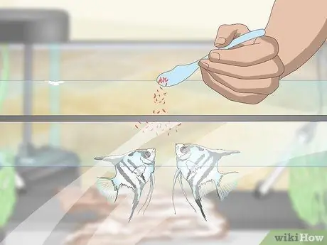 Разведение пресноводных рыб-ангелов Шаг 12