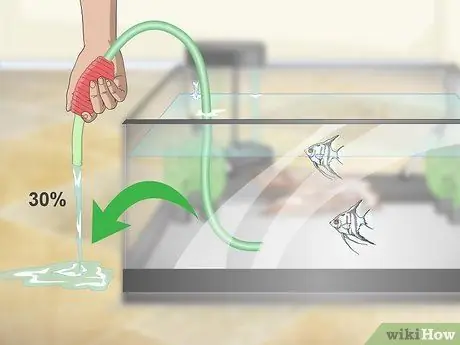 Порода пресноводных рыб-ангелов Шаг 13