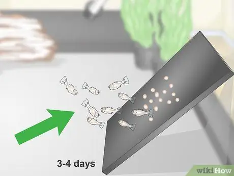 Порода пресноводных рыб-ангелов Шаг 17