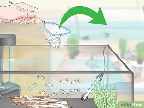 Порода пресноводных рыб-ангелов Шаг 19