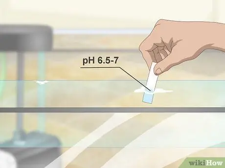 Разведение пресноводных рыб-ангелов Шаг 3