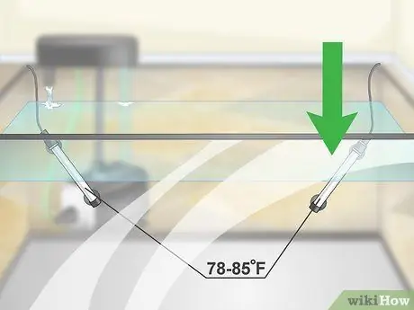 Разведение пресноводных рыб-ангелов Шаг 4
