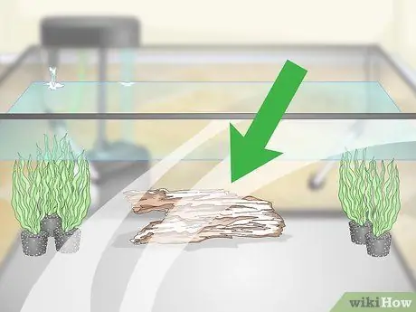 Разведение пресноводных рыб-ангелов Шаг 5