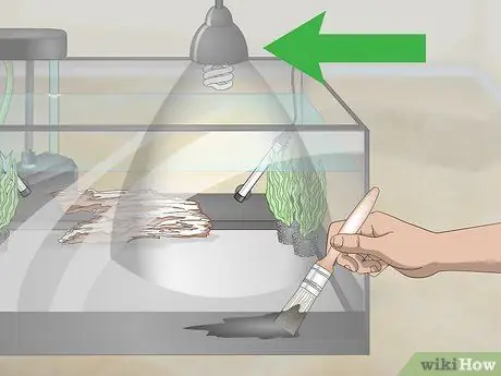 Порода пресноводных рыб-ангелов Шаг 7