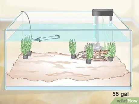 Порода пресноводных рыб-ангелов Шаг 8