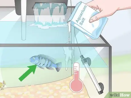 Уход за цихлидами мбуна Шаг 15