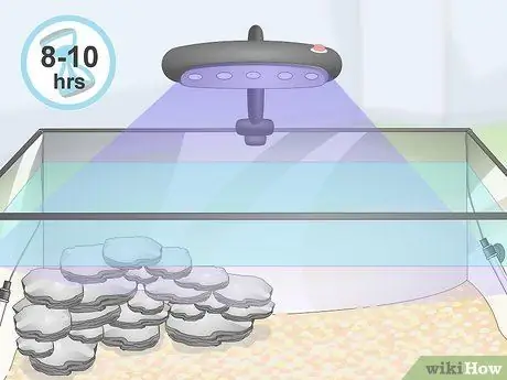 Уход за цихлидами мбуна Шаг 6