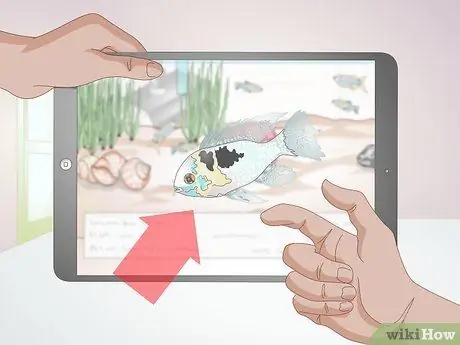 Держите немецких цихлид синего барана Шаг 1