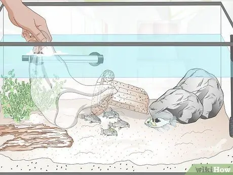 Держите немецких цихлид синего барана Шаг 10