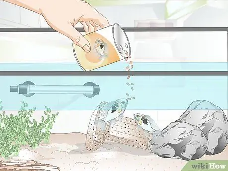 Держите немецких цихлид синего барана Шаг 11