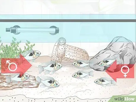 Держите немецких цихлид синего барана Шаг 12