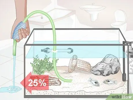 Keep German Blue Ram Cichlids Step 14