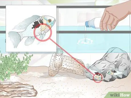 Держите немецких цихлид синего барана Шаг 15
