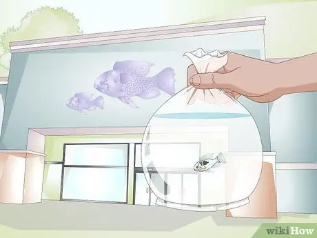 Держите немецких цихлид синего барана Шаг 2