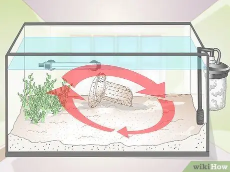 Держите немецких цихлид синего барана Шаг 3