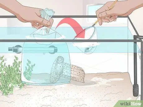 Держите немецких цихлид синего барана Шаг 4