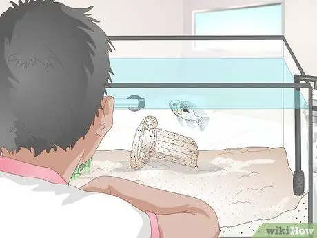 Держите немецких цихлид синего барана Шаг 5