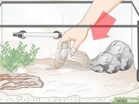 Держите немецких цихлид синего барана Шаг 9