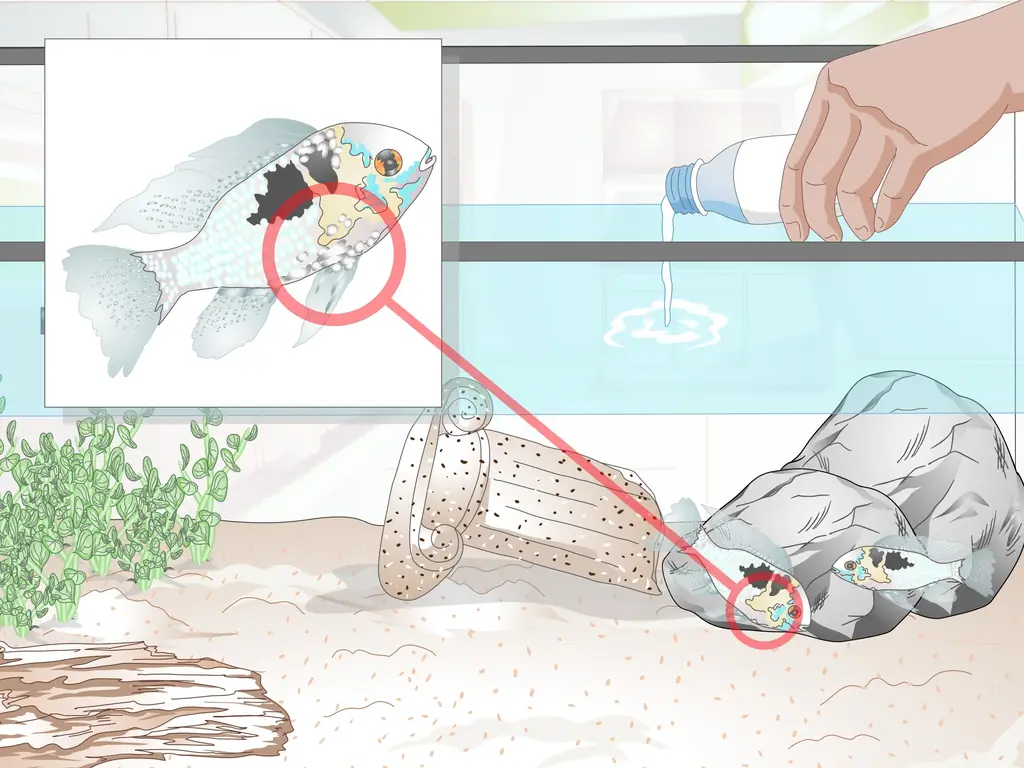 3 способа сохранить немецких цихлид голубого барана