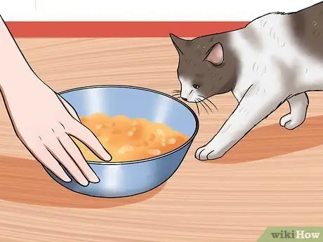 Заставьте сварливого кота понравиться вам Шаг 1