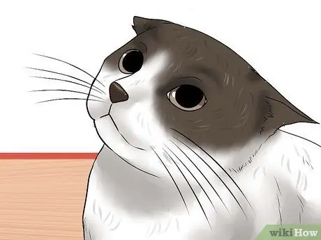 Заставьте сварливого кота понравиться вам Шаг 10