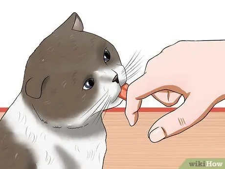 Заставьте сварливого кота понравиться вам Шаг 11