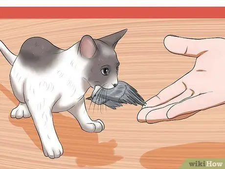 Заставьте сварливого кота понравиться вам Шаг 13