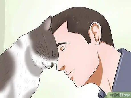 Заставьте сварливого кота понравиться вам Шаг 14